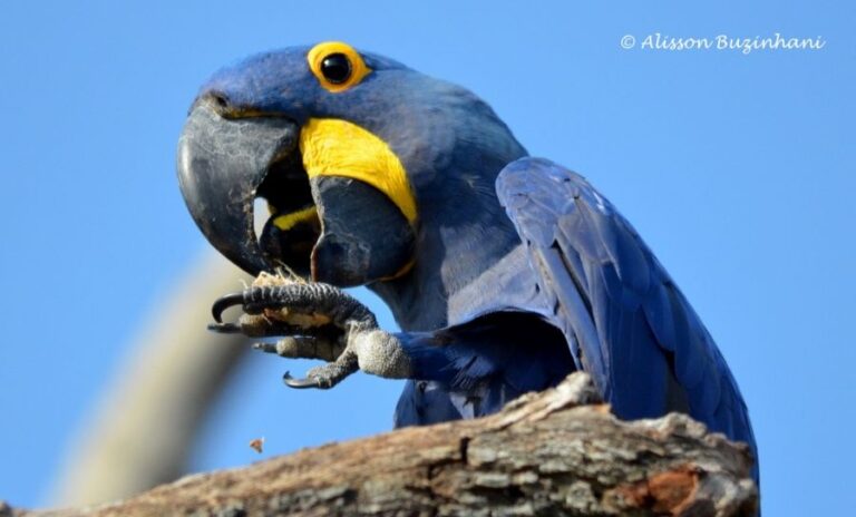 ecoadventures-atrativo-126-DSC_2109 (1024x619)_GD-