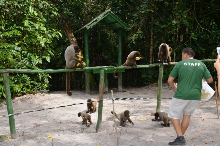 Em busca dos macacos perdidos - ((o))eco