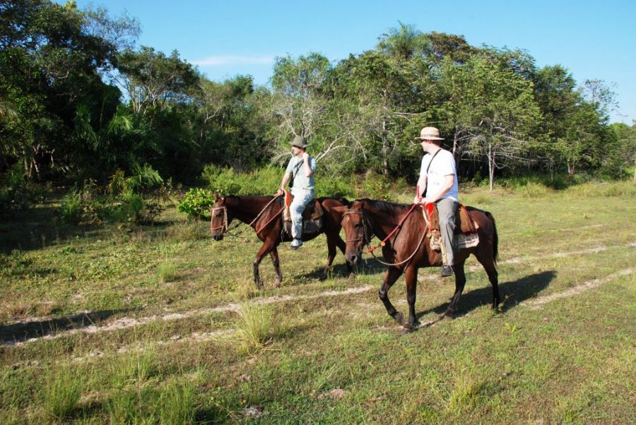 Cavalo pulando Pantanal 