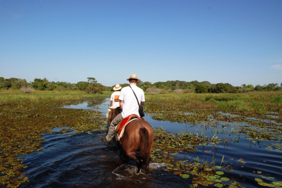 cavalo pulando no pantanal nhecoladia