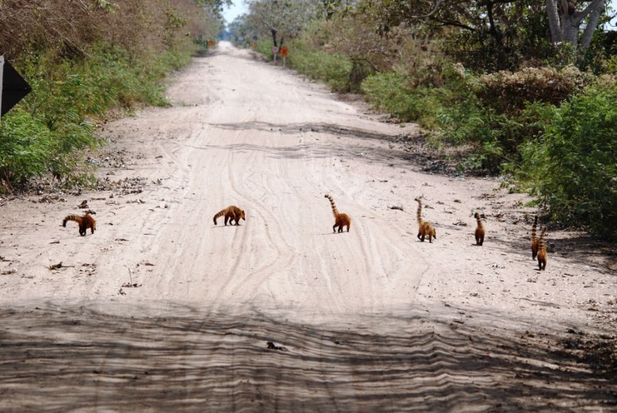 Cavalgada Pantanal - Eco Adventures Travel