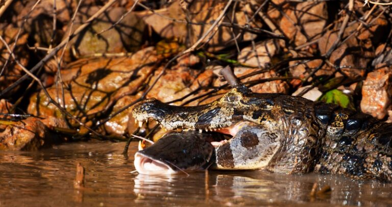 916ea09a72f5f37298220def2661650f