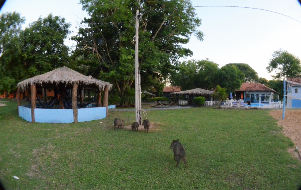 capivara – Foto de Pousada e Camping Santa Clara, Corumbá