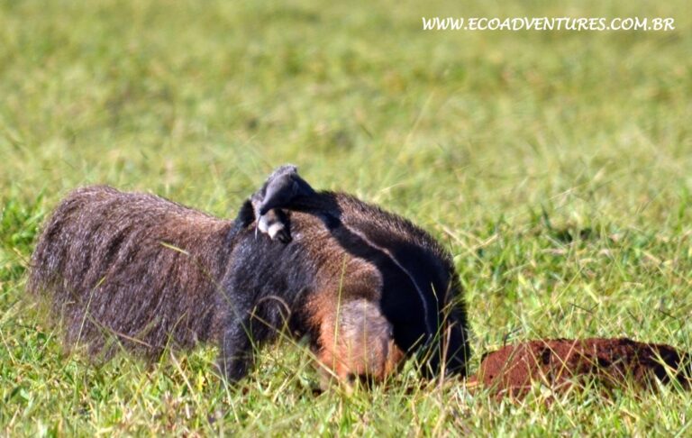 Giant Anteater
