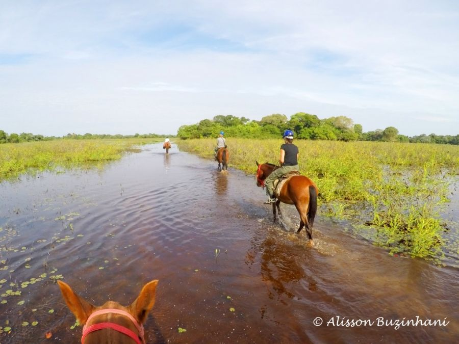 cavalo pulando no pantanal nhecoladia