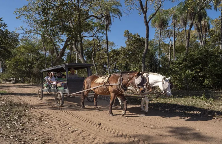 Pousada Pequi Pantanal (15)