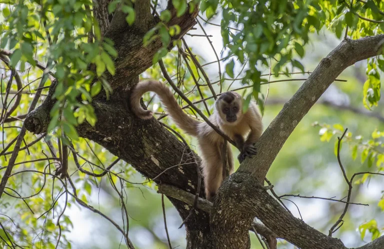 Pousada Pequi Pantanal (40)
