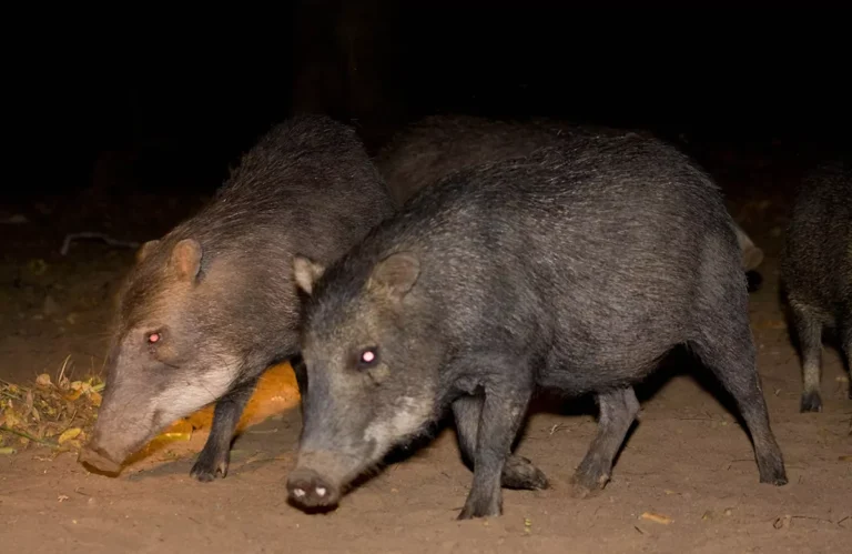 Pousada Pequi Pantanal (43)