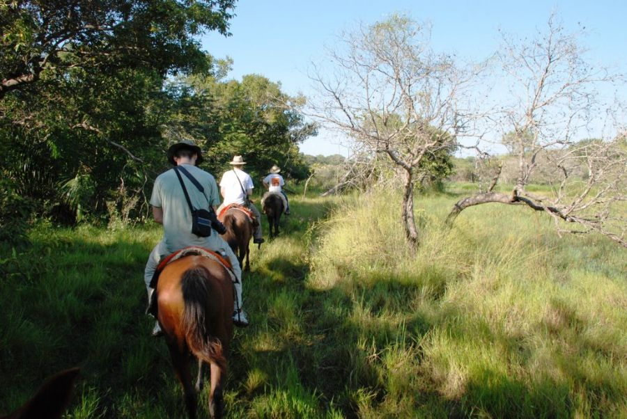 cavalo pulando no pantanal nhecoladia