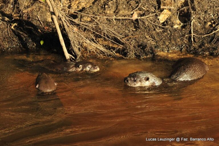 13606810_991802710937067_7238224361316208833_n