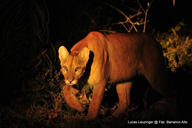 13620138_992574420859896_466376529948290988_n