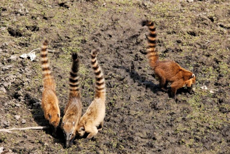 ecoadventures-atrativo-100-DSC_0127 (1024x685)_GD-