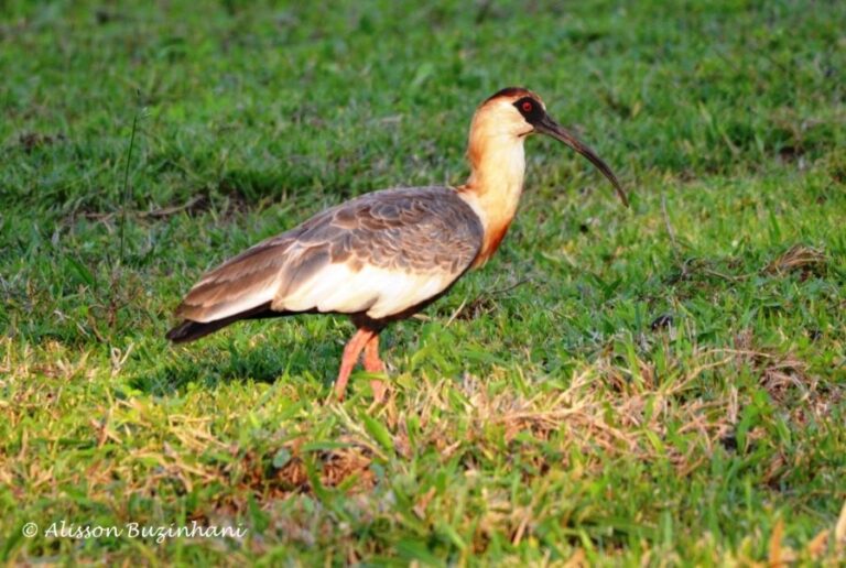 ecoadventures-atrativo-100-DSC_5897_GD-