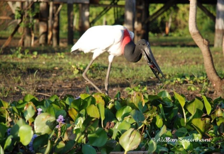 ecoadventures-atrativo-116-DSC_0541 (903x619)_GD-