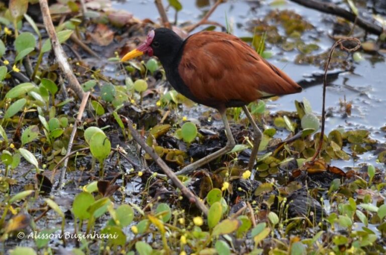 ecoadventures-atrativo-116-DSC_2729 (1024x677)_GD-