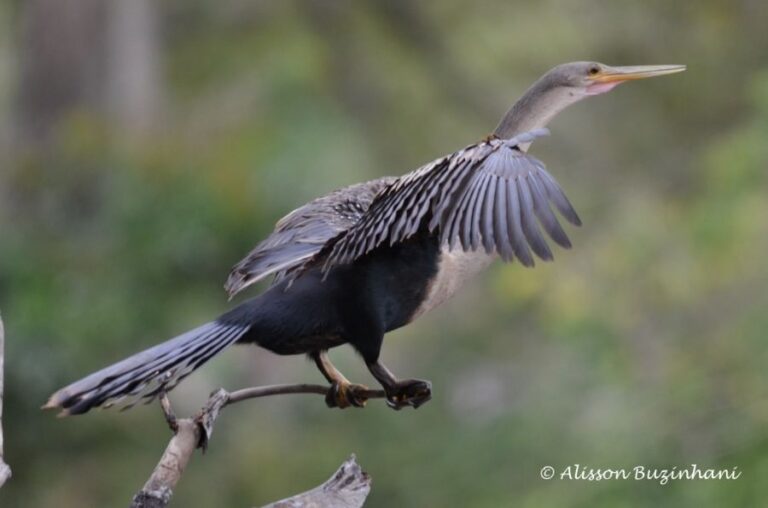 ecoadventures-atrativo-116-DSC_2817 (1024x677)_GD-