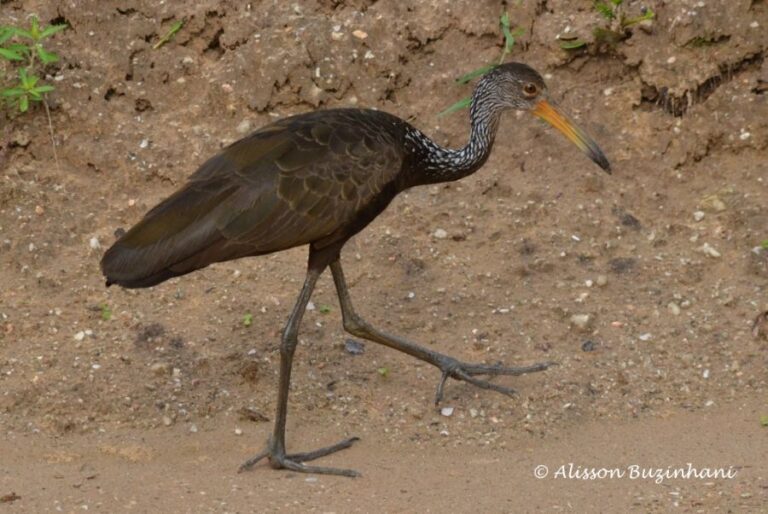 ecoadventures-atrativo-116-DSC_9808 (1024x685)_GD-