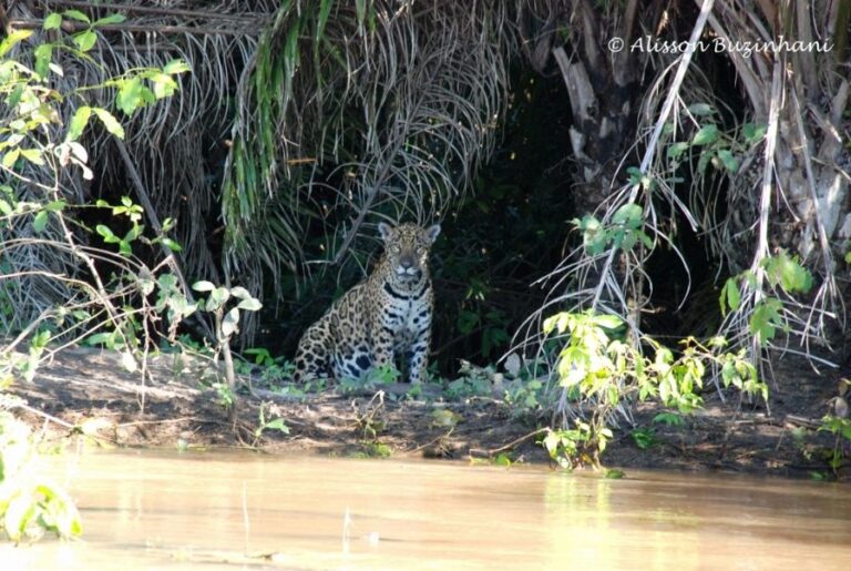 ecoadventures-atrativo-116-Onça Pintada 02 (1024x687)_GD-