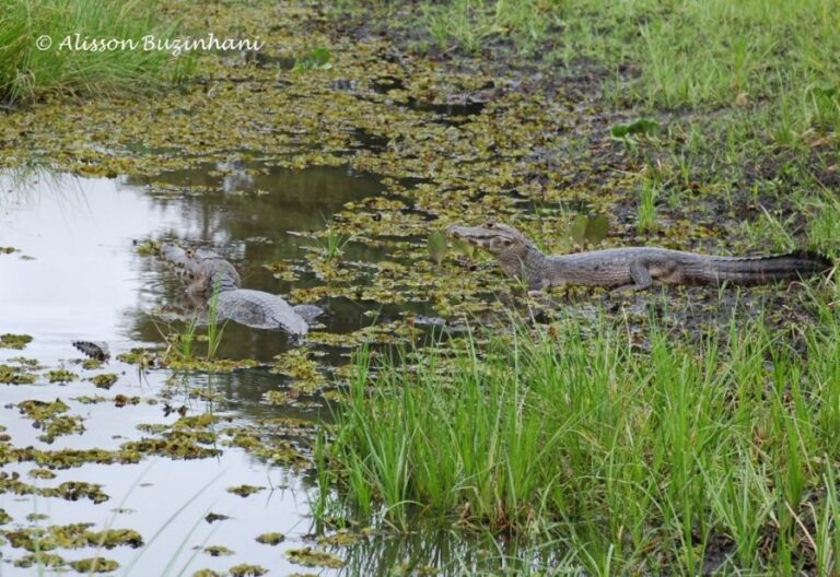 ecoadventures-atrativo-116-Pré-carnaval 2009 239 (1024x704)_GD-