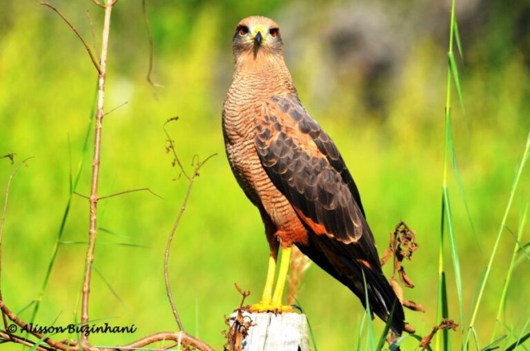 ecoadventures-atrativo-117-DSC_6685_GD-