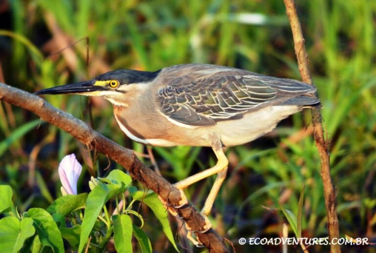 ecoadventures-atrativo-117-DSC_7281_GD-