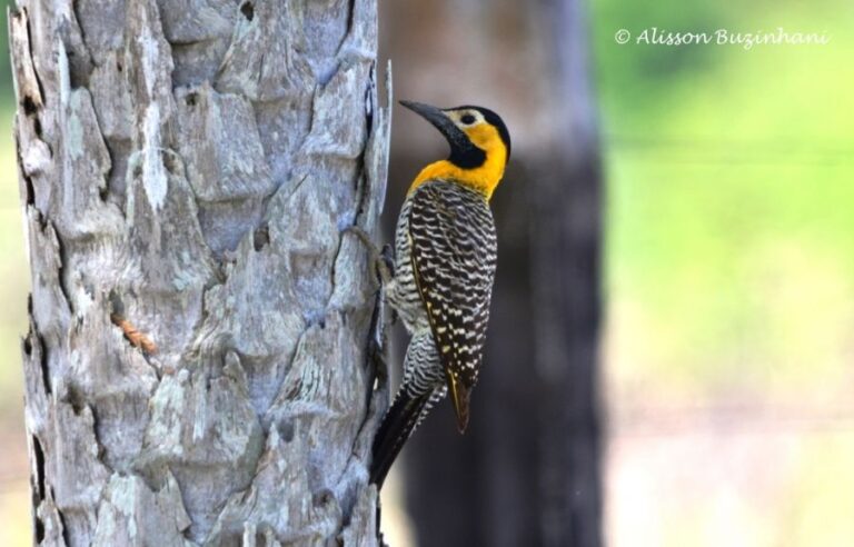 ecoadventures-atrativo-120-DSC_0744_GD-