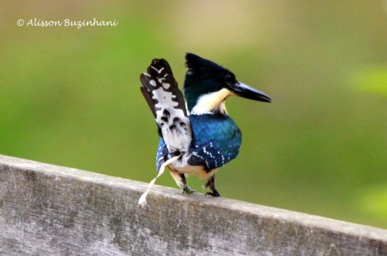 ecoadventures-atrativo-120-DSC_5849 (2) (1024x677)_GD-