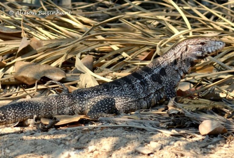 ecoadventures-atrativo-121-DSC_6636 (1024x693)_GD-