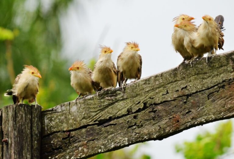 ecoadventures-atrativo-122-DSC_3466_GD-