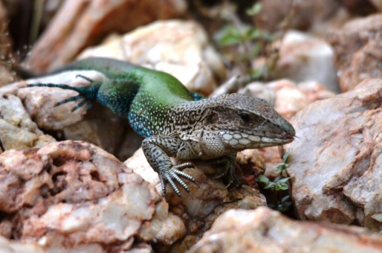 ecoadventures-atrativo-122-DSC_3695_GD-