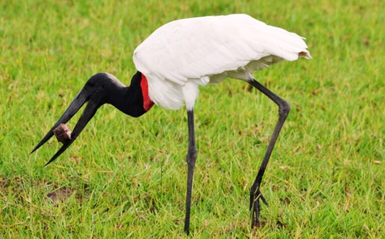 ecoadventures-atrativo-122-DSC_4093_GD-