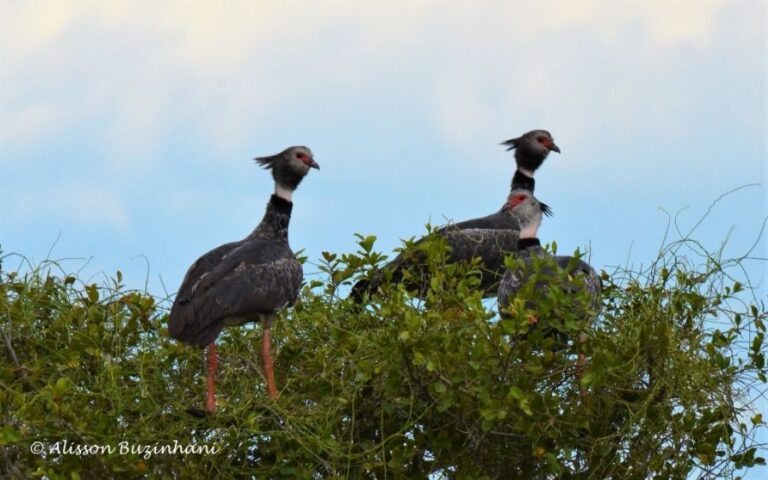 ecoadventures-atrativo-127-DSC_1596 (1024x640)_GD-