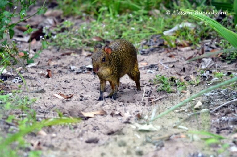 ecoadventures-atrativo-127-DSC_1687 (1024x678)_GD-