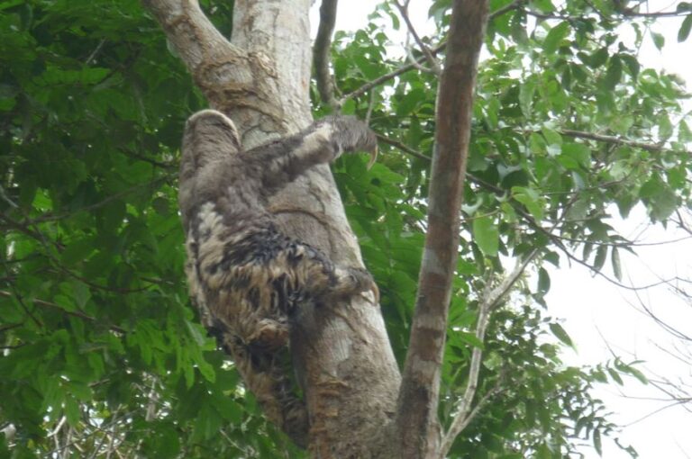 ecoadventures-atrativo-128-sloth_GD-