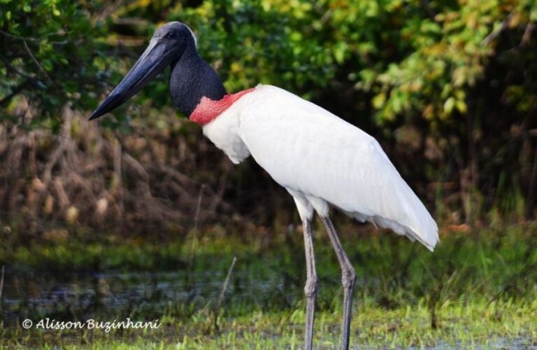 ecoadventures-atrativo-130-DSC_2323 (2)_GD-