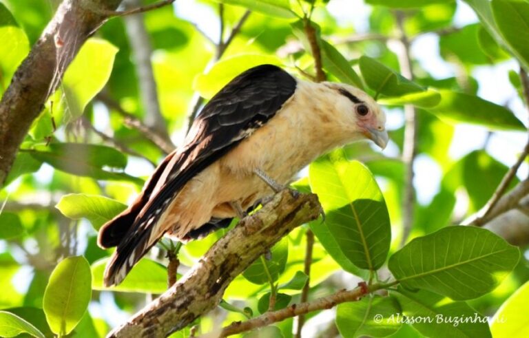 ecoadventures-atrativo-132-DSC_0858_GD-