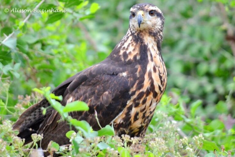 ecoadventures-atrativo-137-DSC_0975_GD-