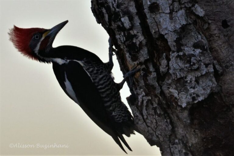 ecoadventures-atrativo-137-DSC_2530 (1024x684)_GD-