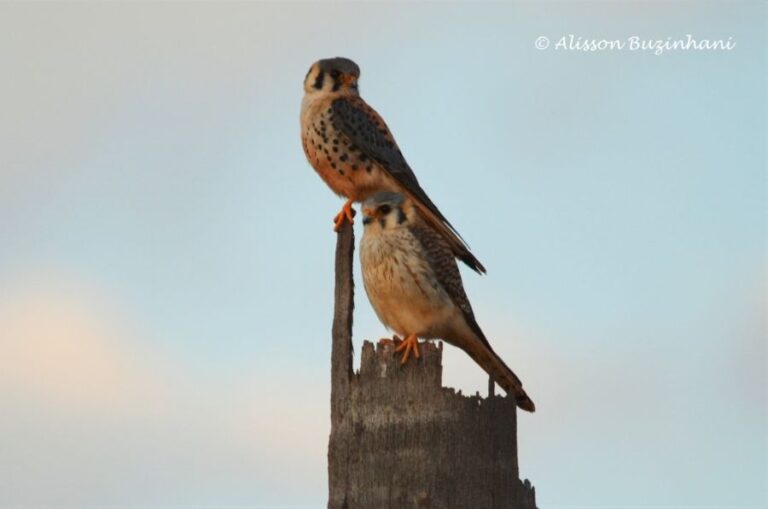 ecoadventures-atrativo-137-DSC_4388 (1024x678)_GD-