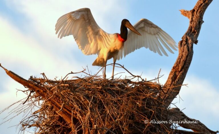 ecoadventures-atrativo-137-DSC_7902 (1024x628)_GD-