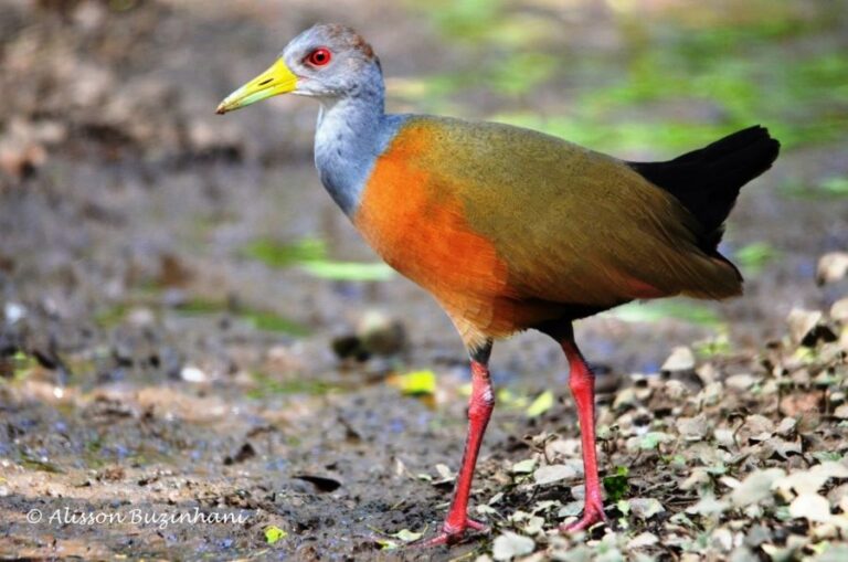 ecoadventures-atrativo-137-DSC_8041 (3)_GD-