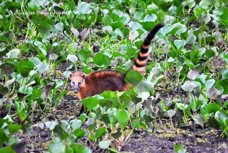 ecoadventures-atrativo-138-DSC_0937 (1024x688)_GD-