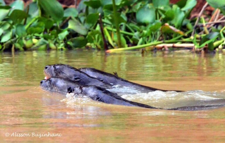 ecoadventures-atrativo-138-DSC_2683 (1024x652)_GD-