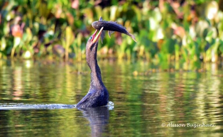 ecoadventures-atrativo-139-DSC_2315 (1024x630)_GD-