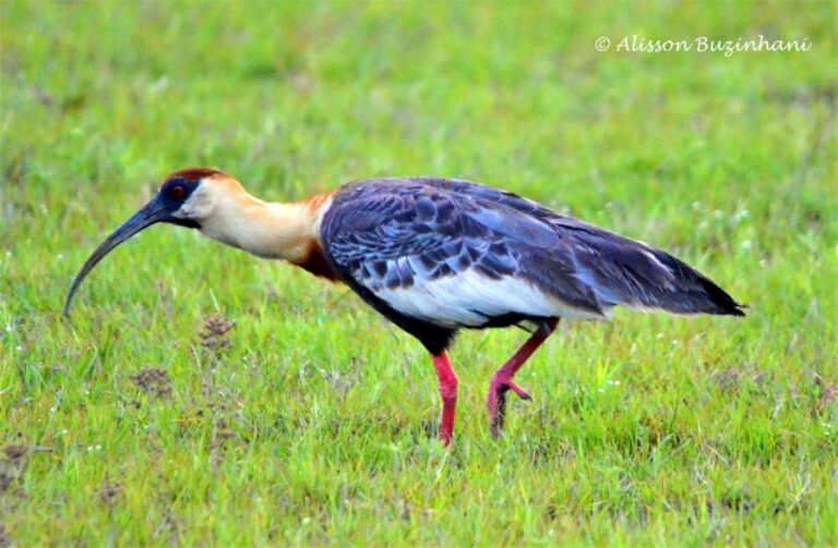 ecoadventures-atrativo-140-DSC_0991 (1024x670)_GD-