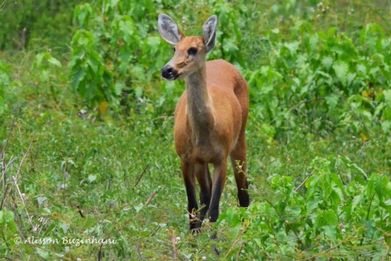 ecoadventures-atrativo-140-DSC_1364 (1024x684)_GD-