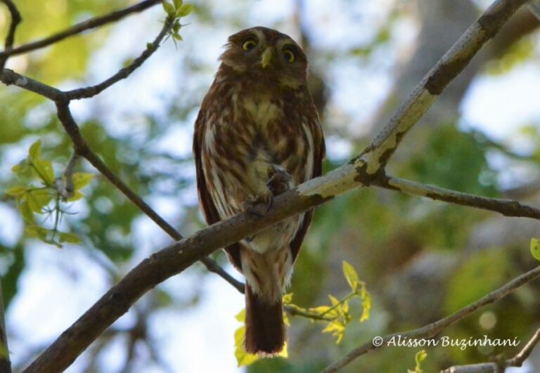 ecoadventures-atrativo-140-DSC_1955 (1024x708)_GD-