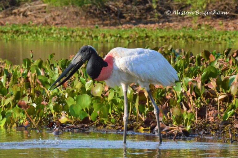 ecoadventures-atrativo-140-DSC_2233 (1024x681)_GD-