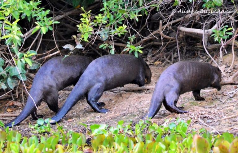 ecoadventures-atrativo-140-DSC_2572 (1024x658)_GD-