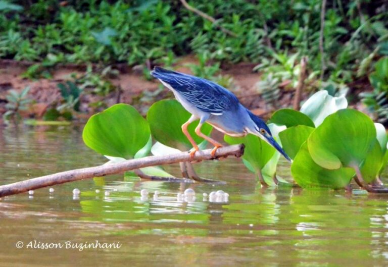 ecoadventures-atrativo-140-DSC_2658 (1024x705)_GD-